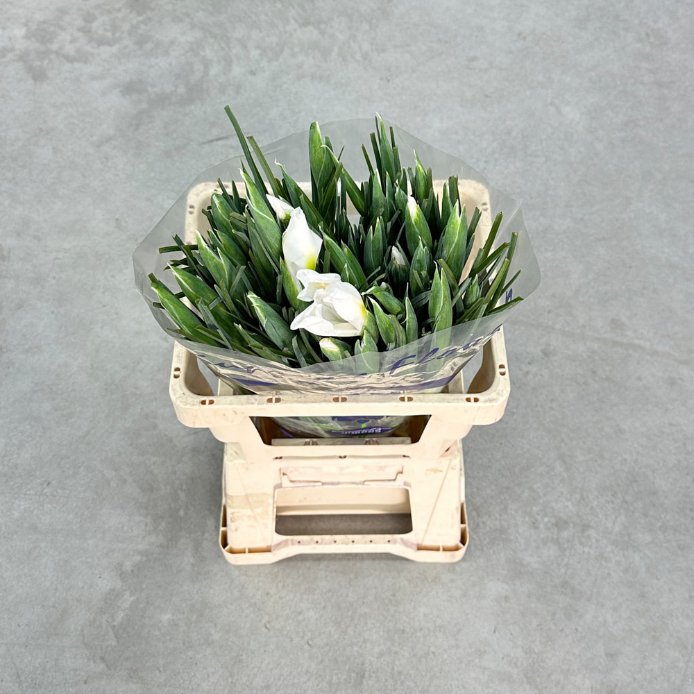 Ірис "Касабланка"